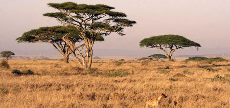 Photo of Serengeti Game Reserve