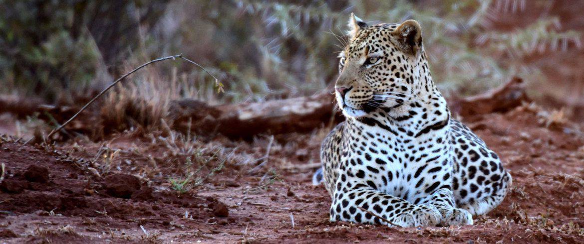 Photo of a Leopard in Madikwe Private Game Reserve