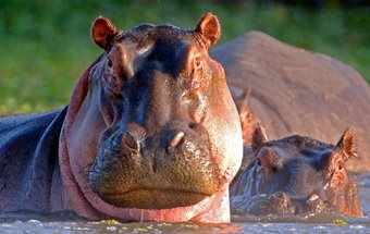 Photo of hippos in the Okavango