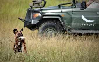 Photo of a wilddog seen from a luxury safari vehicle.