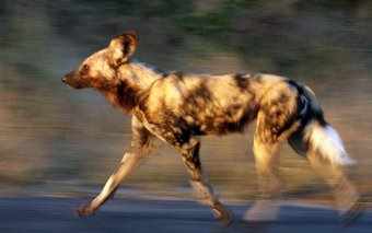 A wild dog running