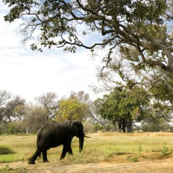 Photo of an elephant