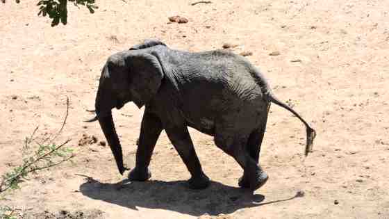Photo of Elephant in the Nwaswitsontso River 