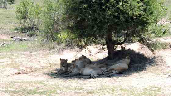 Photo of lionesses under a tree