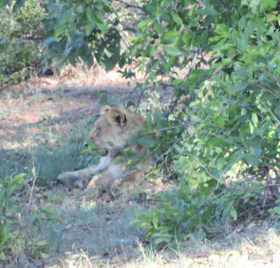 Photo of a lion under a tree