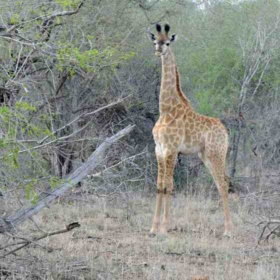 Photo of a young giraffe near Imbali Safari Lodge 