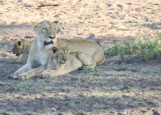 Photo of lioness with cubs