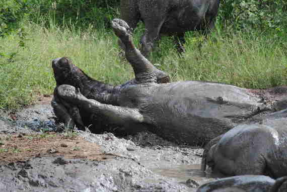 Photo of Warthog Playing in Mud