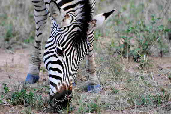 Photo of Zebra Eating Grass