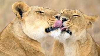 Female lions cuddling each other