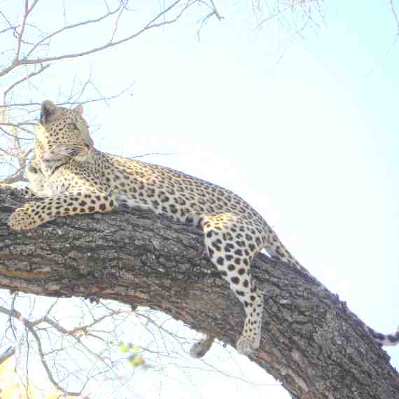 Picture of a lazy leopard
