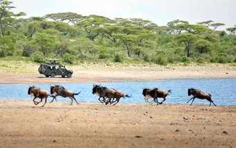 Picture of Wildebeest performing next to a dam and a game vehicle watching.