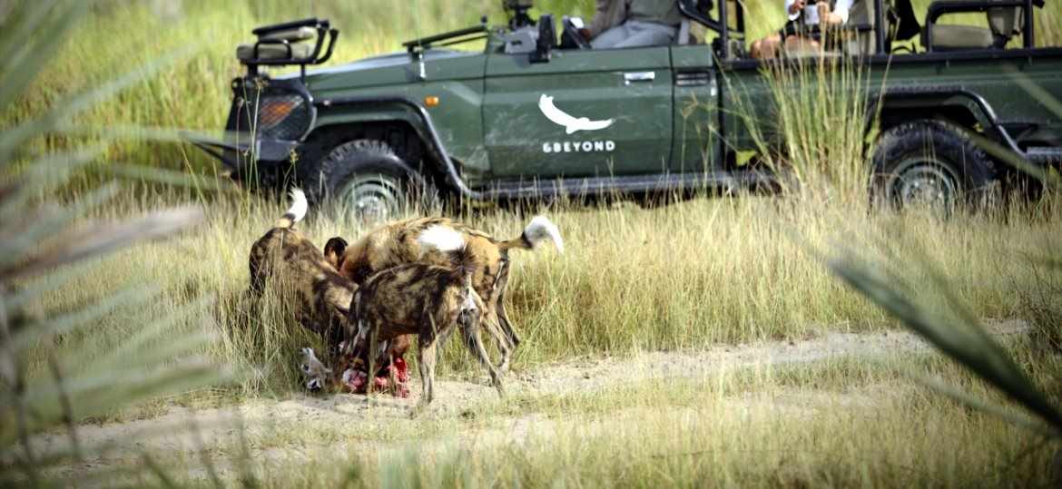 Photo of Wilddogs taking a meal