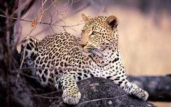 photo of a leopard