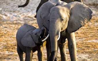 Picture of Elephand and her kid