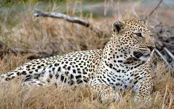 Picture of a beautiful leopard
