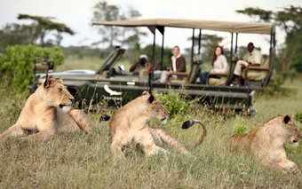 Gamedrive vehicle and guests looking at three lions