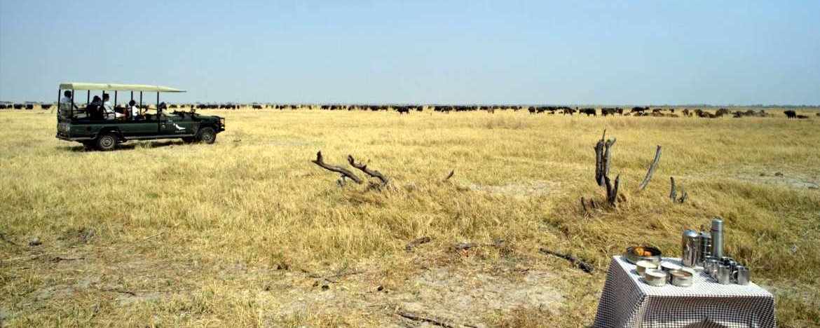 Hundreds of wildebeest with game vehicle and snacks table