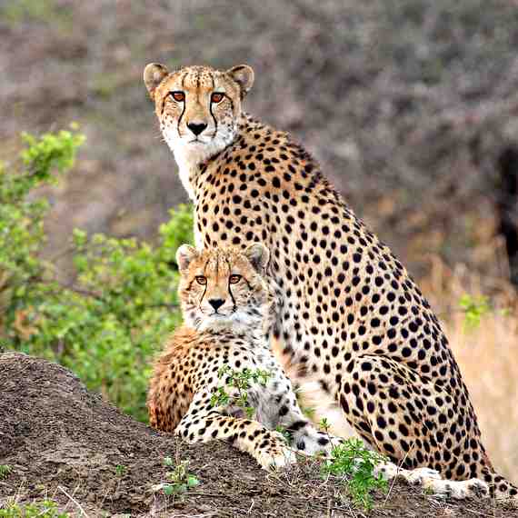 Picture of Cheetah and her cub in the Masai Mara Game Reserve