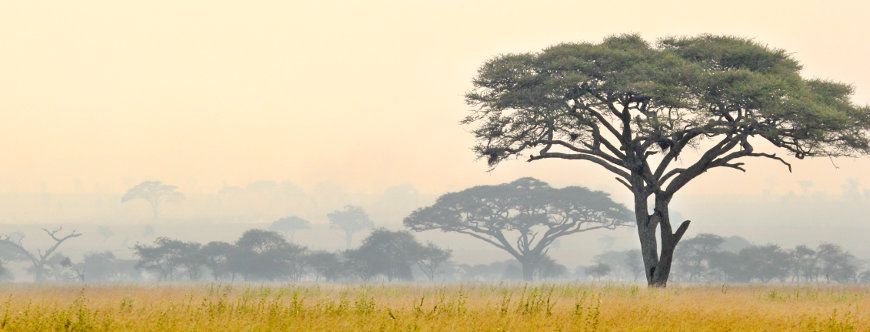 Photo of the Serengeti, Tanzania