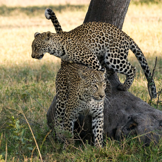 Photo of leopards