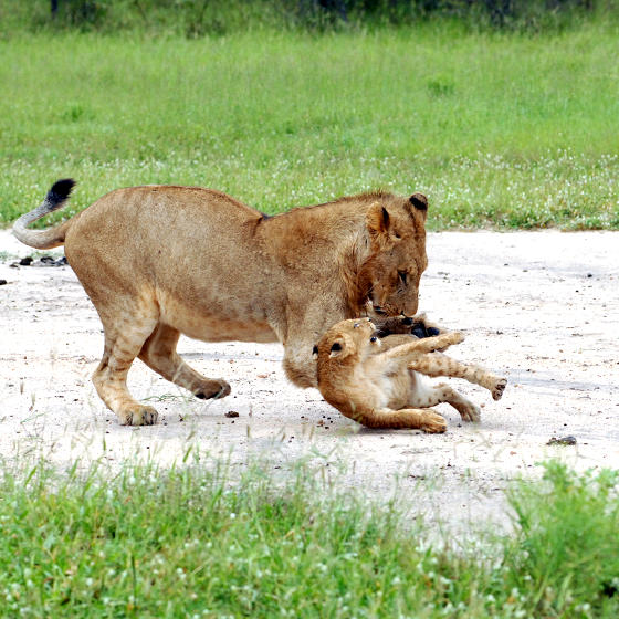 Photo of young lion male and cub