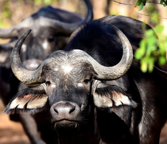Photo of a buffalo in the Greater Kruger