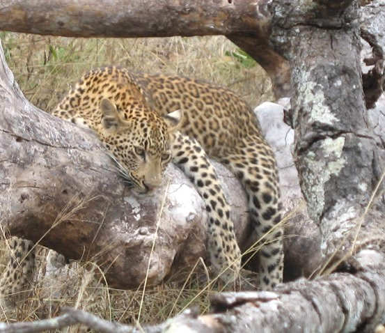 Photo of a leopard at Simbambili