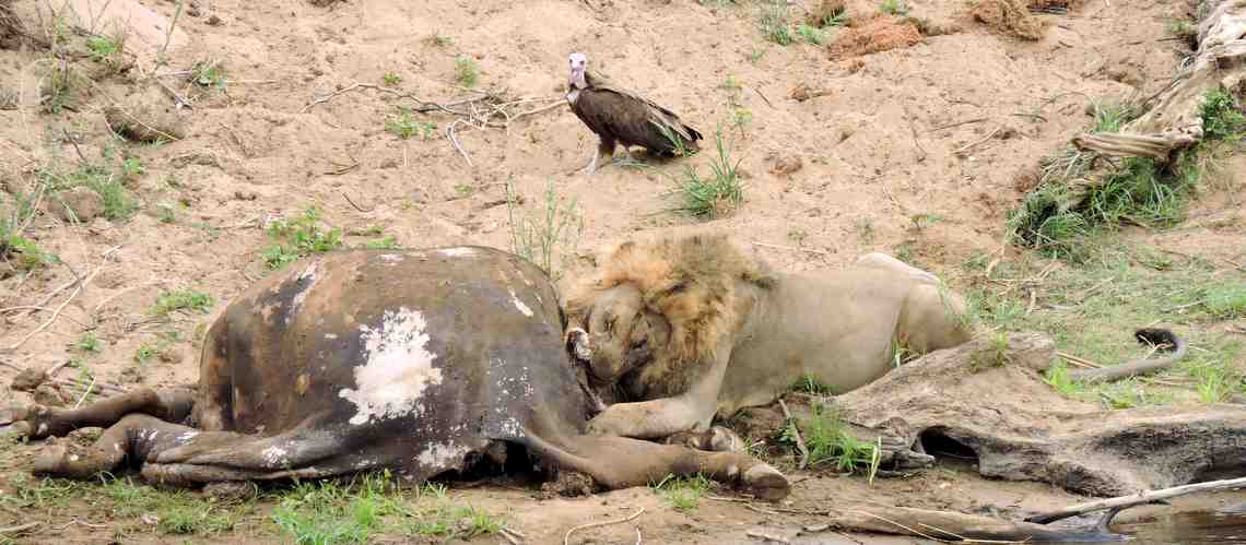 Photo of a male lion eating a buffalo and a vulture keeping watch