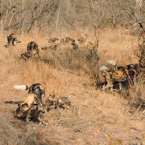 Picture of Wild dog Cubs at mealtime
