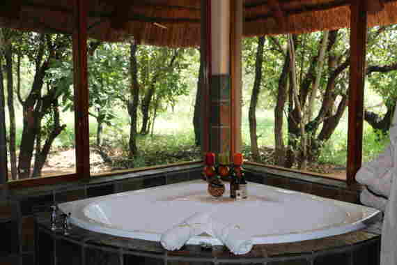 Hippopotamus in the River Photo of Hippopotamus at Thornybush
