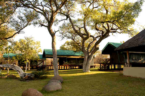 Close-up of Snake Photo of Snake at Thornybush Game Reserve