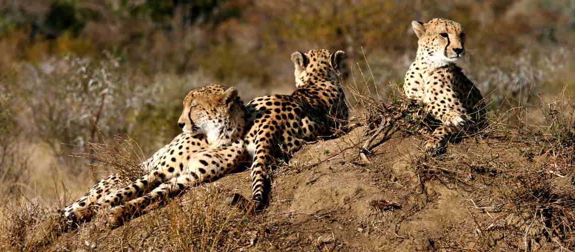 Photo of Cheetahs lazing in the sun