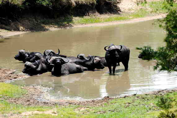 Photo of Wildebeest in the Watering Hole
