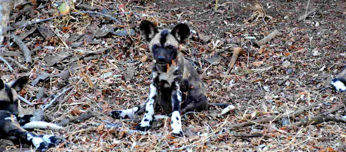 Photo of African Wild Dog Puppy