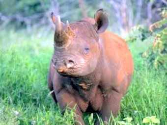 A black Rhino in lush green grass