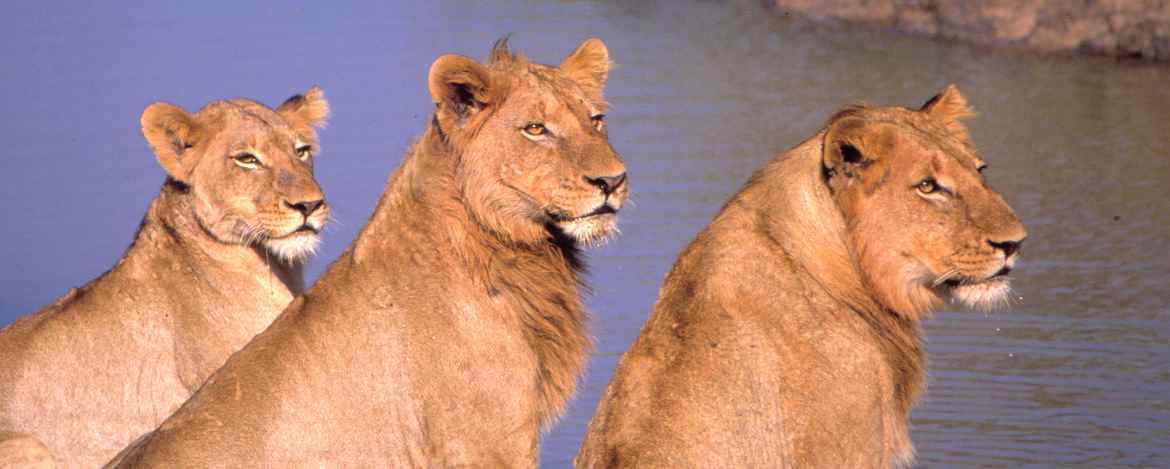 Photo of Three lionesses