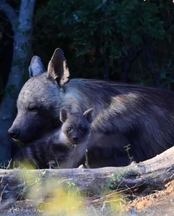 Photo of brown hyaena with pup