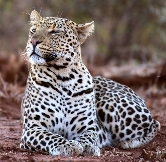 Photo of Leopard