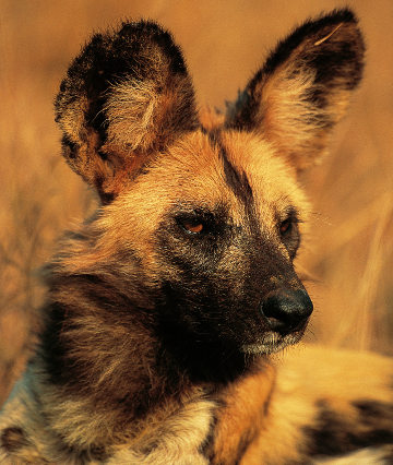 Photo of The African Wild Dog
