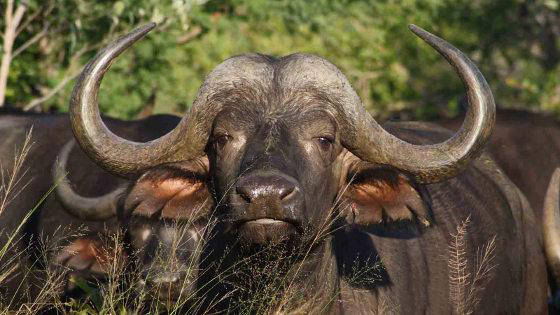 Photo of a buffalo